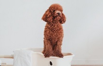 신일, 펫 가전 브랜드 퍼비 ‘스파&드라이’ 전국 ‘몰리스펫샵’서 기간 한정 특가 판매