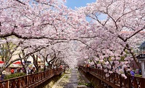 클룩, 추천 낭만 ‘벚꽃’ 여행지 Best 5 발표