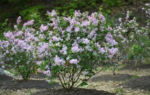 신구대학교식물원, 라일락·인동과 품종 전시 2019 제5회 ‘꽃길 따라 향기 따라’ 개회식 개최