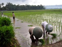 인도네시아 농업 지원 웨비나 참관기