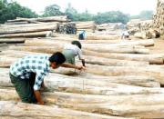 [기고] 다시 일어나는 미얀마 목재산업