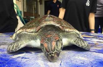 This handout picture taken on June 6, 2018 and released by the Marine and Coastal Resource Research and Development Centre on Monday shows the carcass of a green turtle that government veterinarians were unable to save by intravenous feeding at the marine center in Chanthaburi province. Plastic, rubber bands, pieces of balloon and other rubbish filled the turtle's intestinal track, leaving it unable to eat and causing its death two days later. (AFP photos)